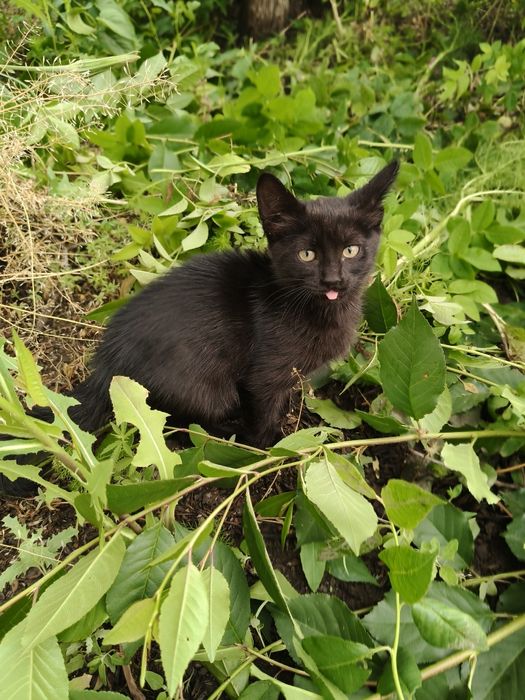 Отдам котенка  в добрые руки