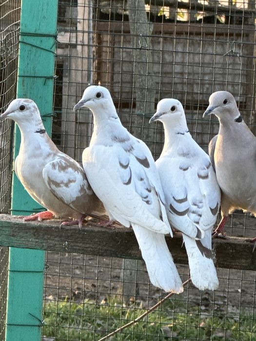 Turturele râzătoare