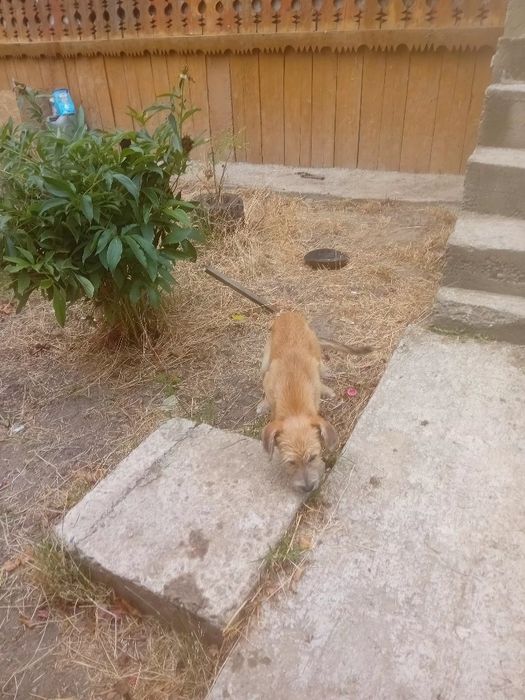 Cățeluș pentru  adopție   pufos