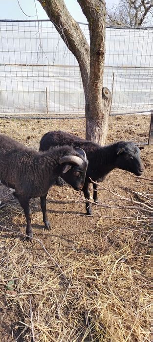 Vind oițe de carne fata și baiat au sase luni