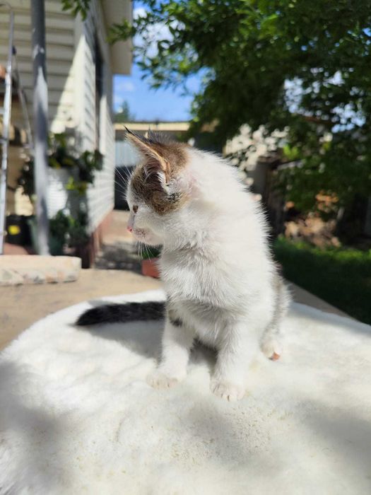 Отдам кошечку, девочка