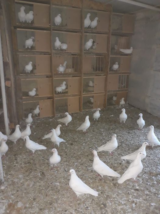 Porumbei voiajori albide vânzare 50 lei bucata