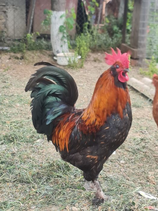 Cocos ameraucana Lugoj