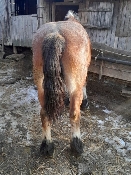 Iapa de vanzare varsta 9 ani