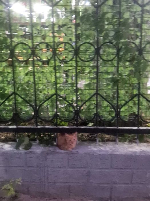 Котенок рыженький
