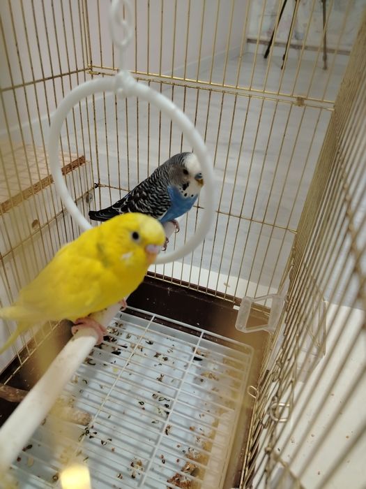 Волнистые попугай