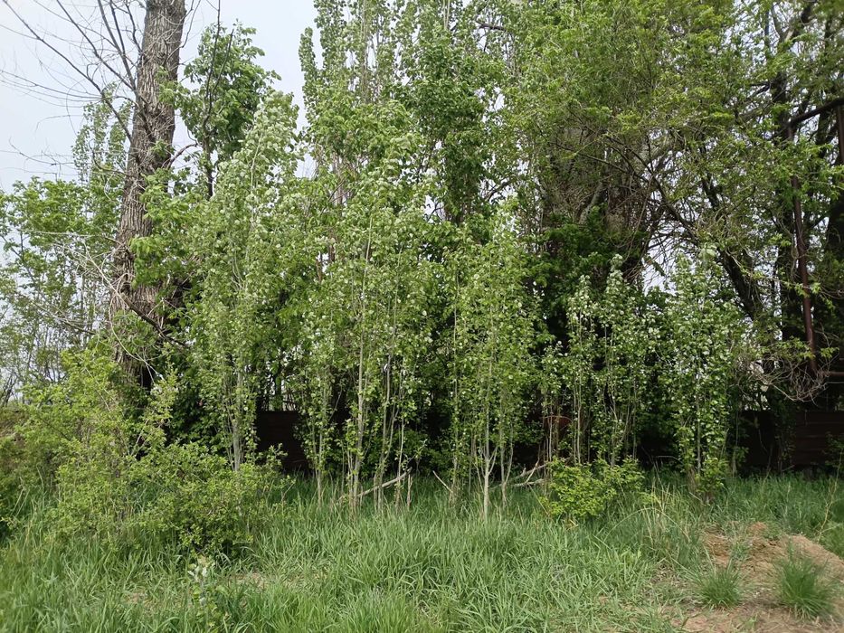 Бесплатно на дрова