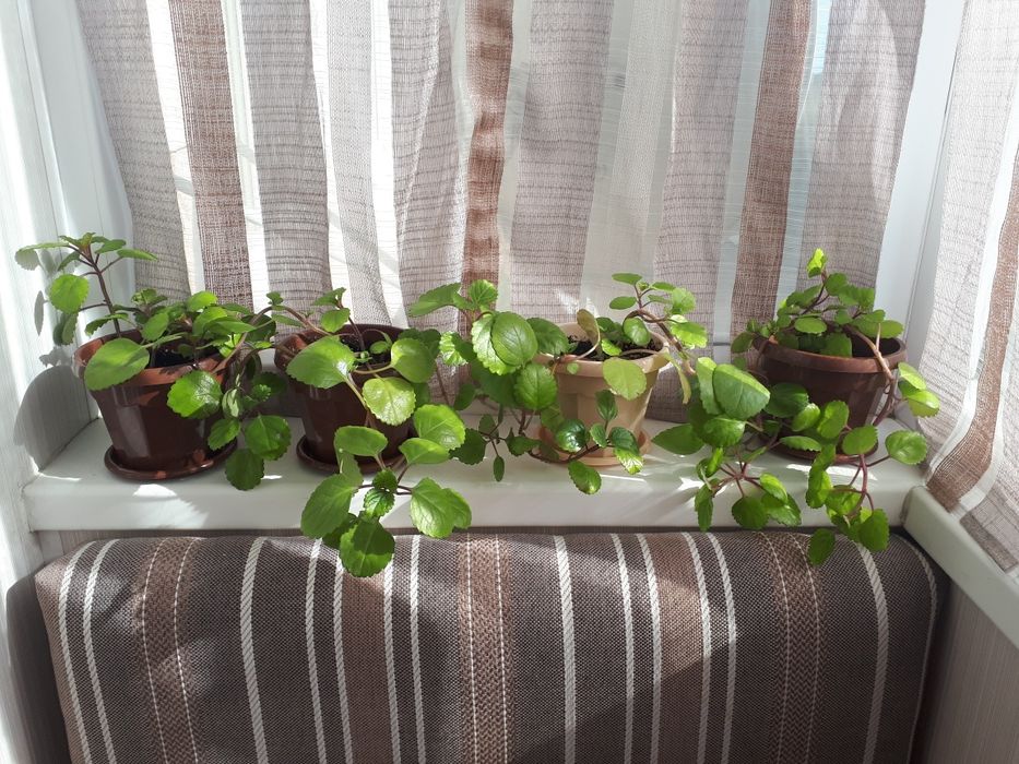 Комнатные цветы плектрантус