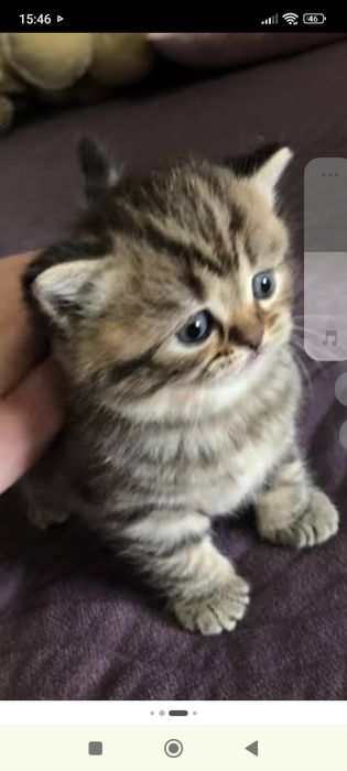 Страйт .1 месяц две  недели.Приучены.