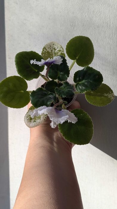 Фиалка (сенполия) Dn-Щедрик