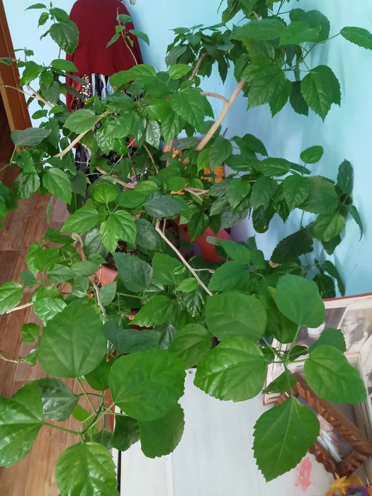 Цветы  на продажу, разные