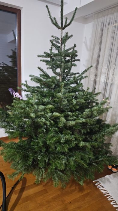 Brad de craciun /nunta ,crengute brad , brad argintiu molid,douglas