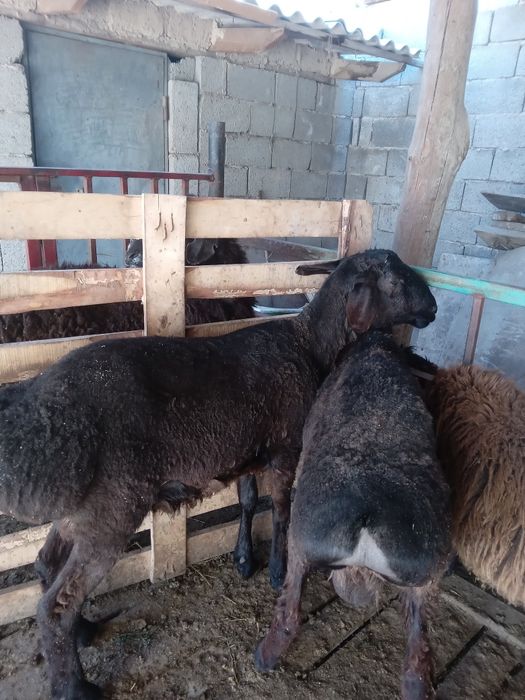 Семіз кошкарлар сатылады