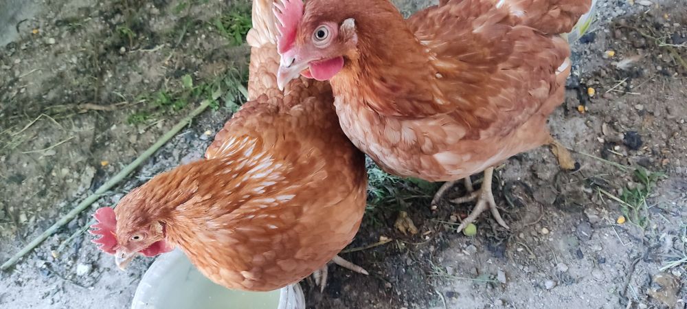 Продам домашних курей, по 5 тысяч