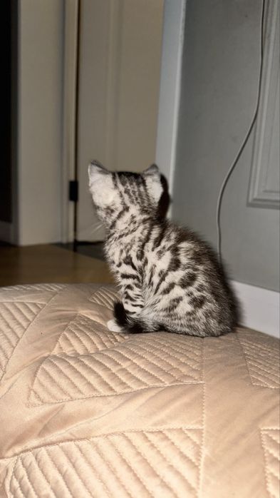 Продам котенка бенгал