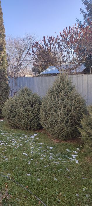В продаже Ёлки,Ели.