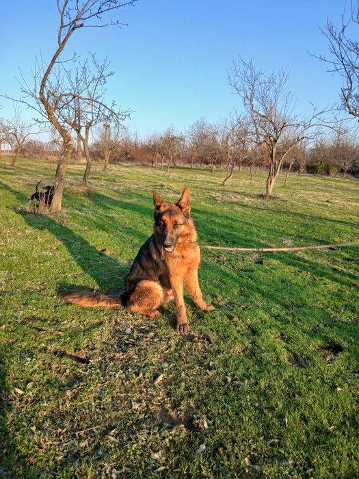 Ciobanesc german mascul cu pedigree