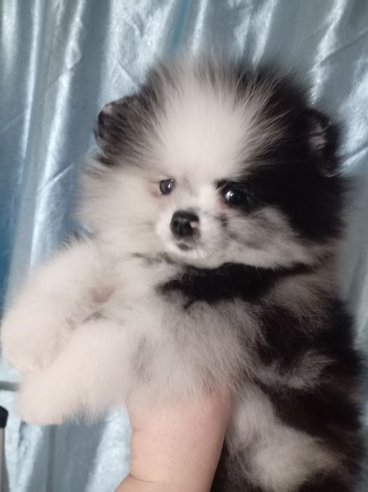 Продам щенка шпица