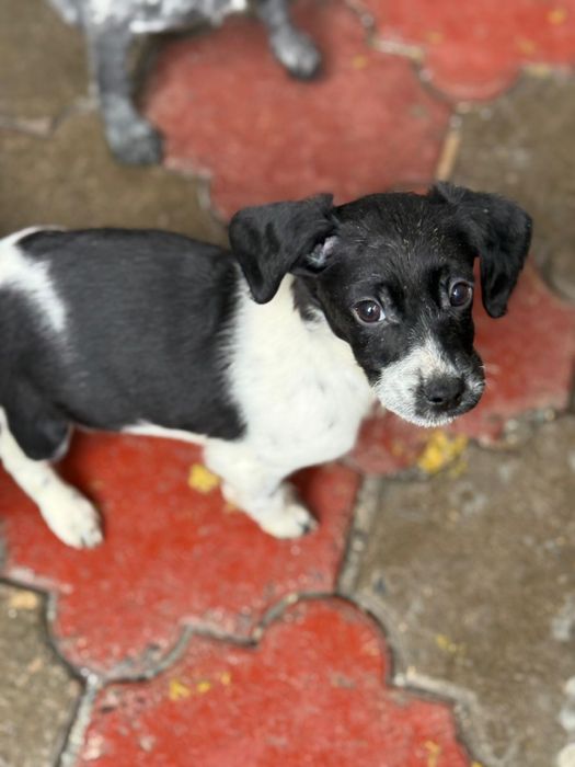 Щенки спаниеля.