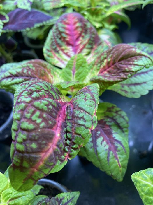 Колеус, растение для дома и сада