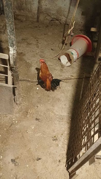 Vând cocosi americani