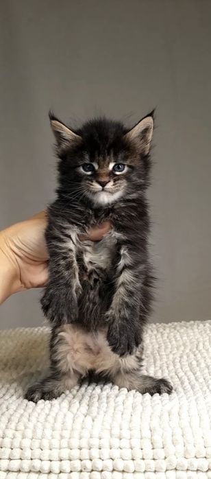 Мейн Кун девочка котёнок