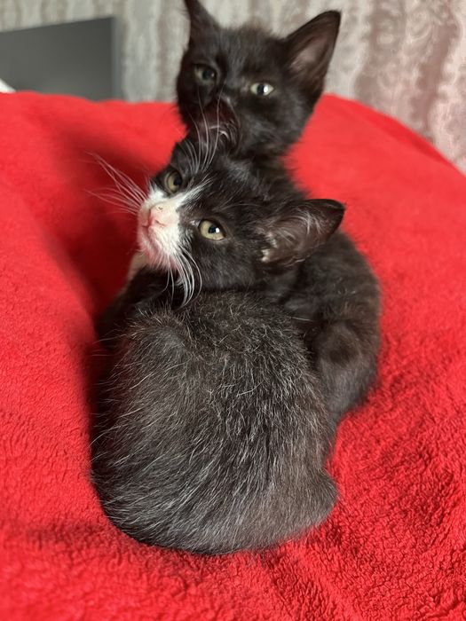 Отдам котят в хорошие руки