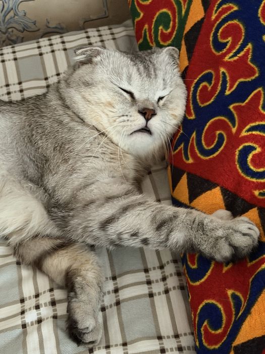 Кошка продается
