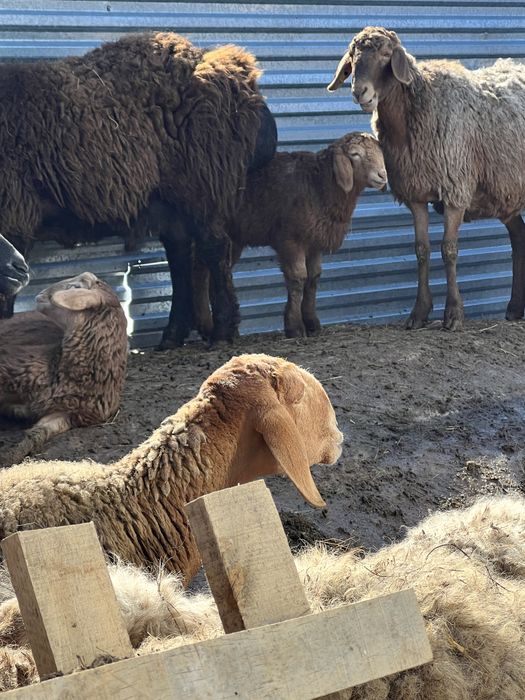 Овцы Едильбаи Гиссары