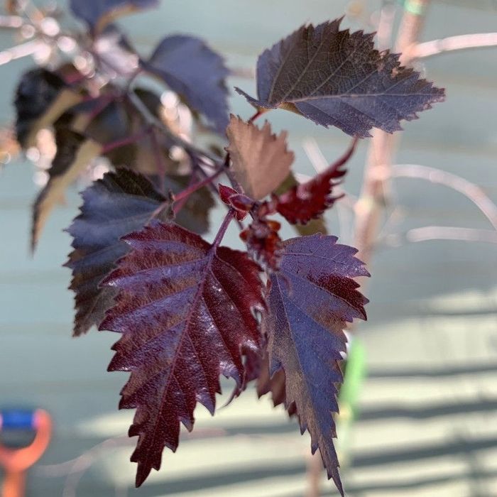 Червенолистна бреза в саксия