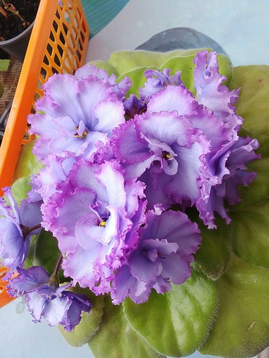 Продаю фиалки голубые