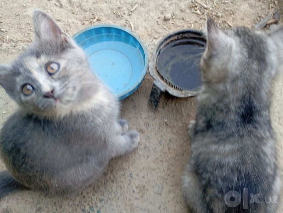 Продаются котята британской породы.