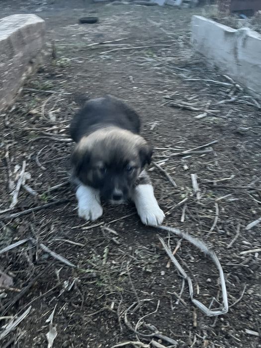 Отдам даром щенков