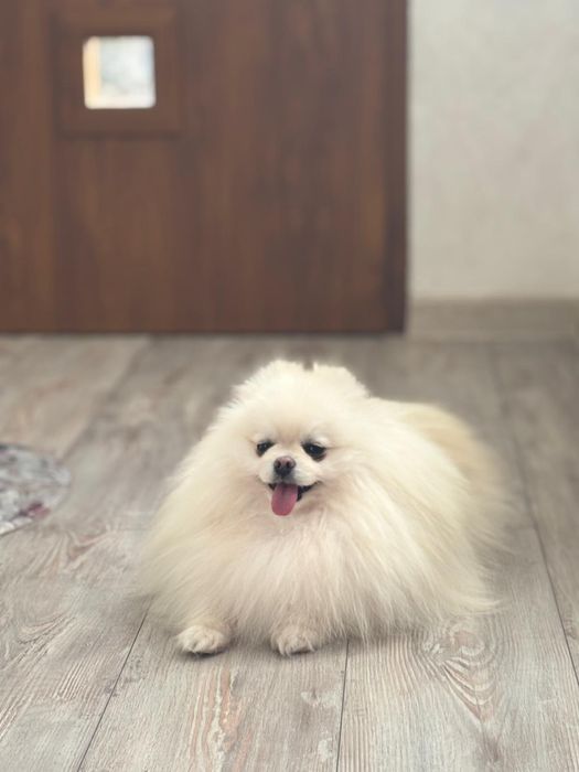 Pomeranian cu pedigree