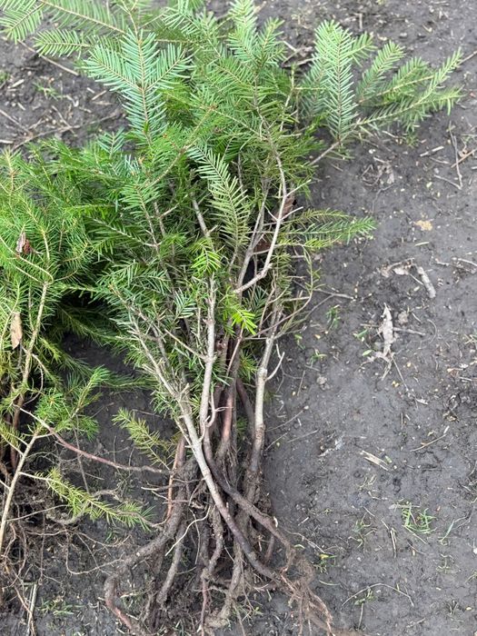 Puieți de molid brad Paltin fag