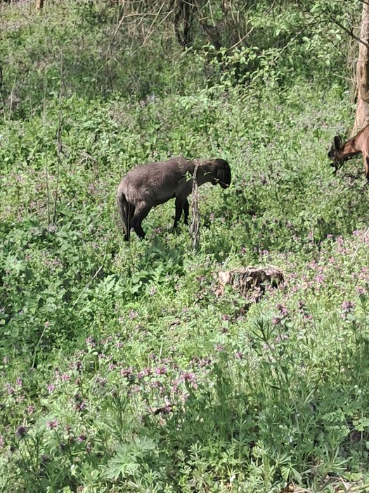 Vand miel carabas sarbesc