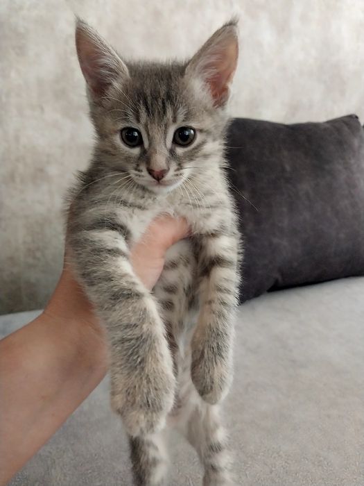 Котенок. Девочка. Даром.