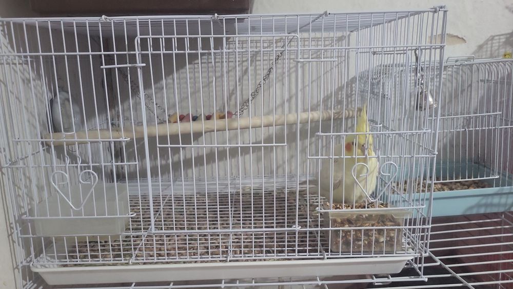 Продаётся корелла