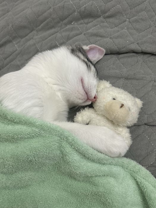 Отдам даром котенка