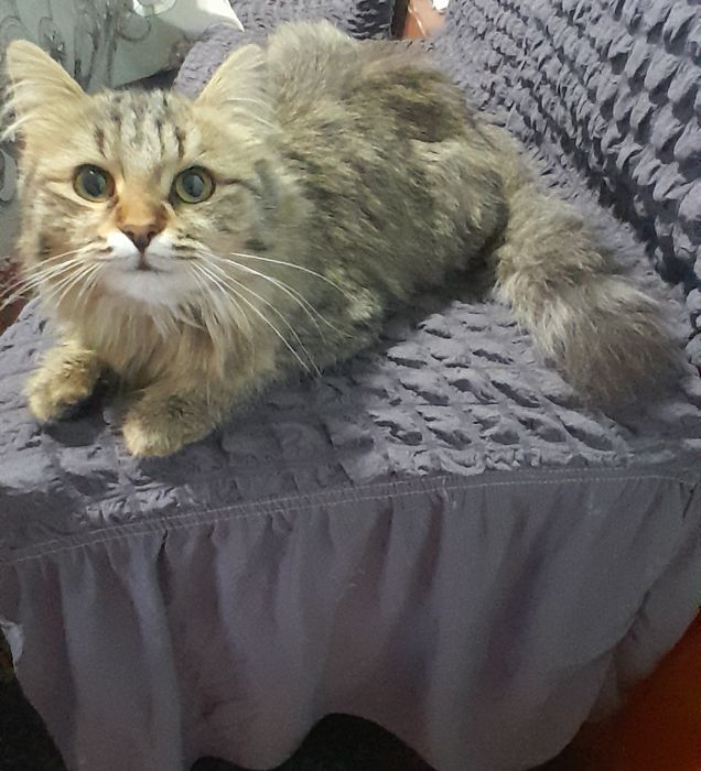 Yaxshi oila izlayapmiz!