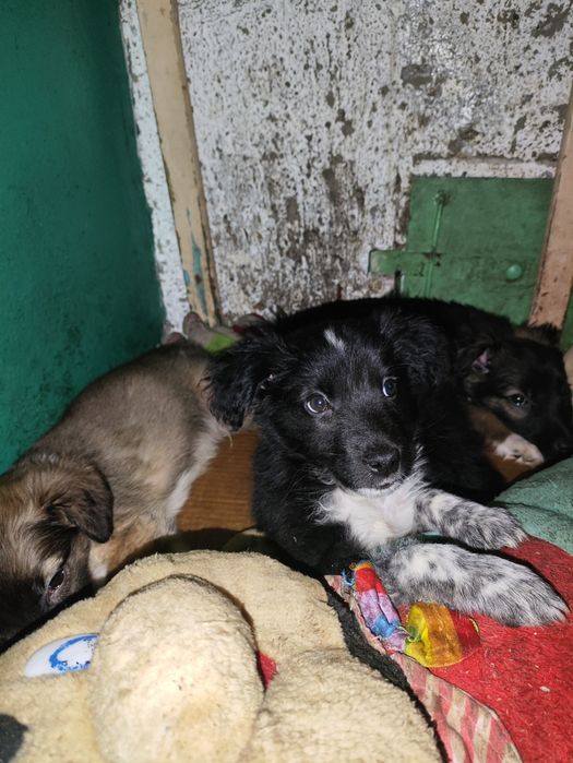 Отдам щенков . .