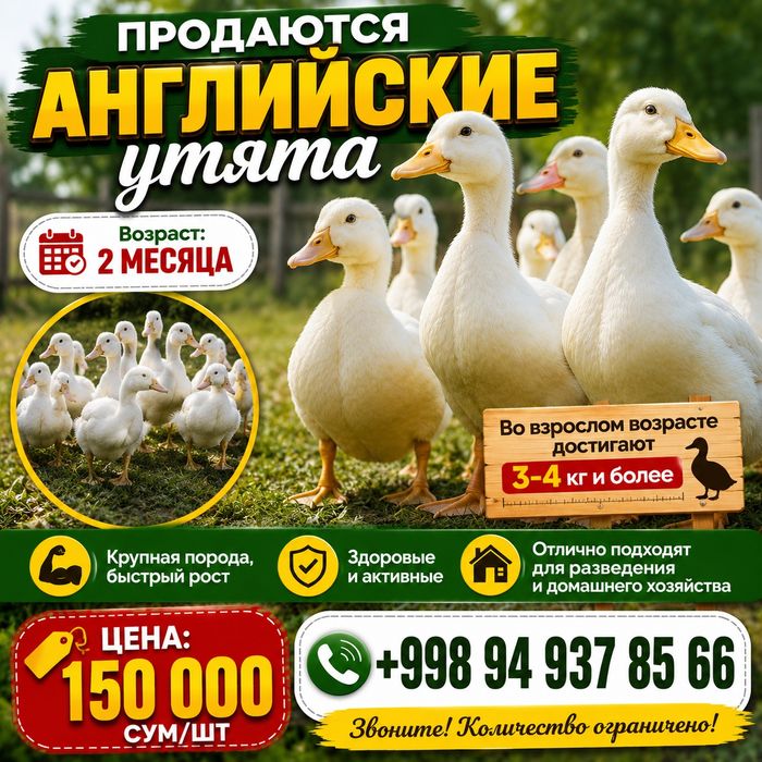 Продаются английские утята крупная порода