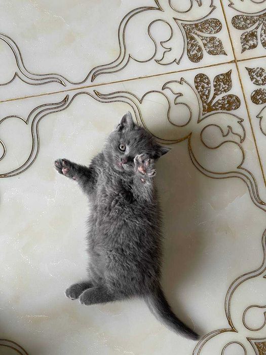 Шотландский прямоухий котёнок, мальчик, серый, пушистый