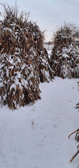 Porumb 2025 Octombrie-Noiembrie