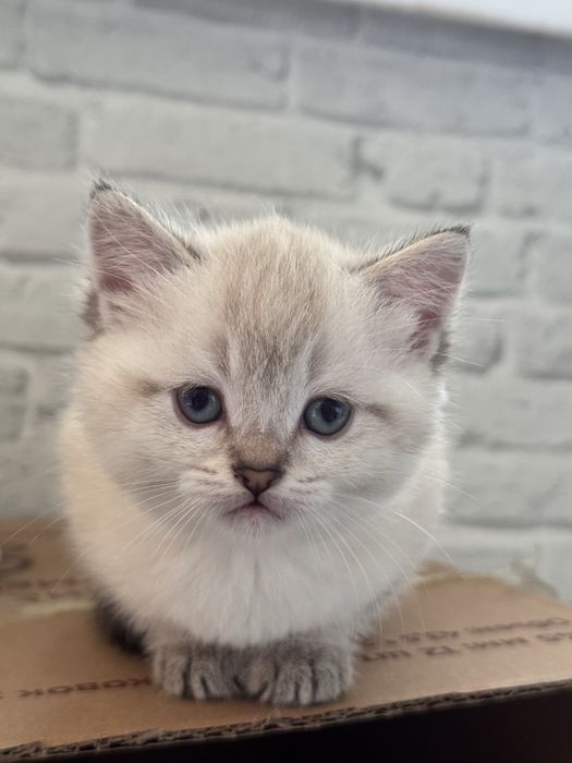 Продается кошкаа