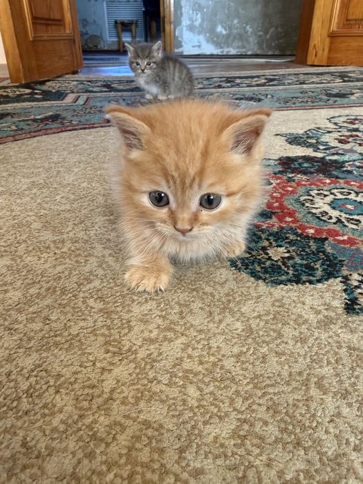 Отдам котят в добрые руки