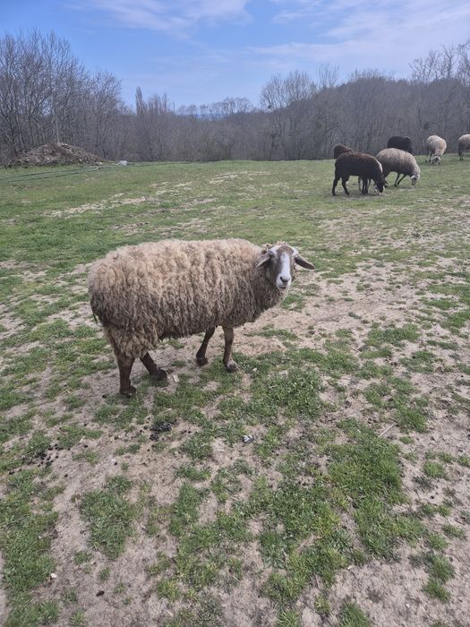 Продавам 2 овце 1 коза ялови  за клане