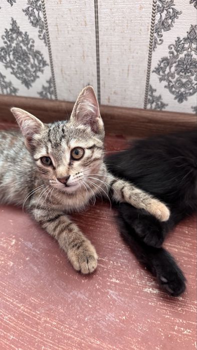 Mushuklar yaxshi qo’llarga beriladi