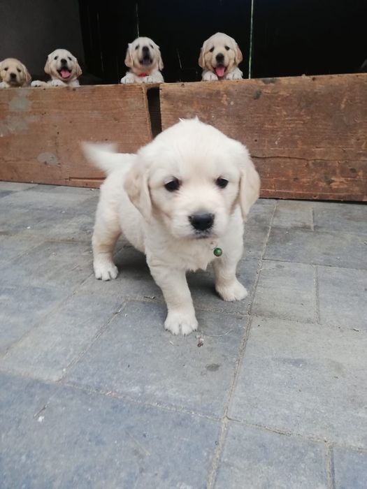 Puiuți Golden Retriever