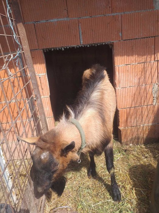 Țap alpin francez vârsra 2 ani